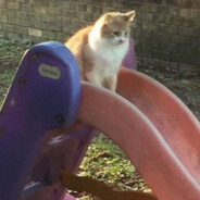 cat