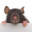 Rat #8's Avatar