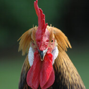 ПИТУХ