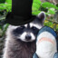 Mr Raccoon