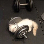 没有腹肌的鸽子