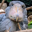 Shoebill 3™