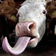 cowtongue - steam id 76561197970976333