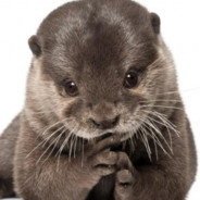 Little Otter