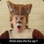 What Does A Fox Say ...