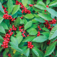 WinterBerry