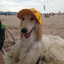 snout dog gaming variety channel