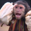 Jack the Monkey