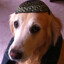 Goyim Retriver