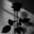 daymo_os
