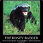 McBadger16