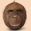 Cornelius Coconut