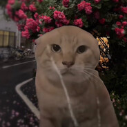 雨停了耄耋就会死