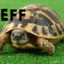 jeffski turtle