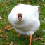 Hooey-Mcgoose