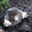 Undercover Mole Steam avatar
