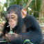 Chimp_McMungo