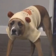Dogg