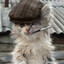 misshgen's avatar