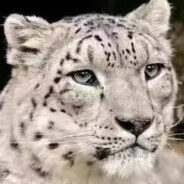 絕兇の猛虎!芝士雪豹