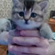 Лопатише Микурдо - steam id 76561199532625174