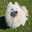 Samoyed
