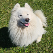 Samoyed