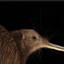 HELICOPTER (kiwi)