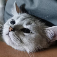 狂睡三秒