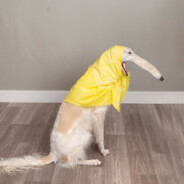 没钱氪金的海豹