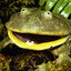 DopamineFrogs