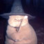 wizard cat