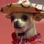 Chihuahua con sombrero
