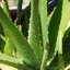 AloeverA