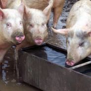 PigTrough