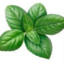 Basil_the_leaf