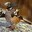Birdy