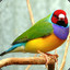 Gouldian Finch