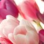 emilyaman246