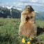 Marvin the Marmot