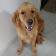 18岁纯情男高，身高185，是姐姐的狗