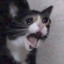 Crash Out Cat