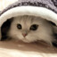 whykido