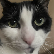 Demon Hunter [Moat.gg]