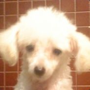 麦克斯韦粉丝别