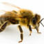 Bee Keeper