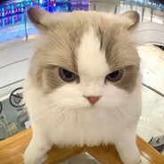 战斗小鸡不好惹