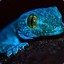 Blue-Salamander