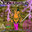 Ximid