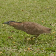 莫西干神鹰飞起来